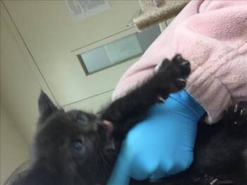 BAMA -  Domestic Short Hair Cat for Adoption in Riverside, California - BAMA | PetCurious