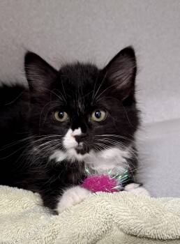 Domestic Long Hair Cats Available for Adoption in Red Bluff, California - *Mary | PetCurious