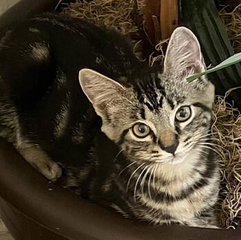 Zora -  Domestic Short Hair Cat for Adoption in Oviedo, Florida - Zora | PetCurious