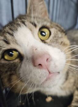 Munchkin-FIV & FeLV -  Tabby and Tiger Cat for Adoption - Munchkin-FIV & FeLV | PetCurious