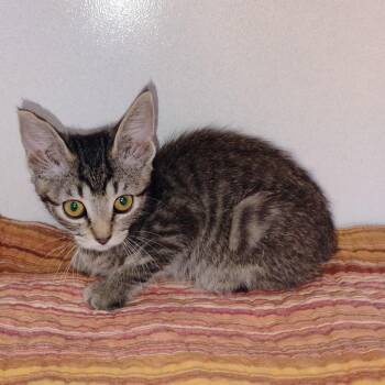 Virgo -  Domestic Short Hair Cat for Adoption in Duncan, Oklahoma - Virgo | PetCurious