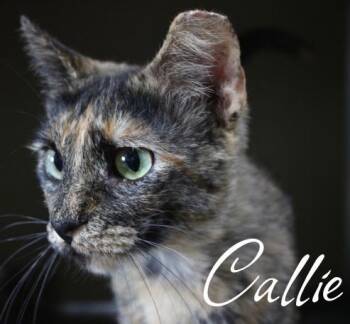 Callie -  Domestic Short Hair Cat for Adoption in Pierceton, Indiana - Callie | PetCurious