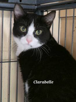 Rescue Domestic Short Hair Cats for Adoption in Cedar Rapids, Iowa - Clarabelle | PetCurious