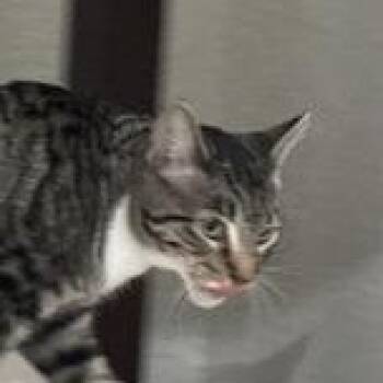 Domestic Short Hair Cats Available for Adoption in Liverpool, Texas - LK  | PetCurious