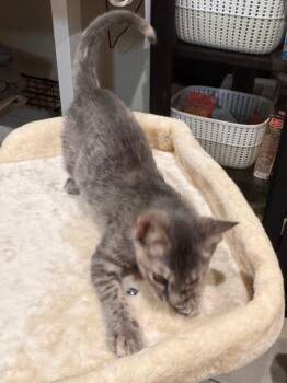 Misty -  Tabby Cat for Adoption in San Antonio, Texas - Misty | PetCurious