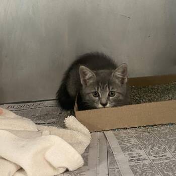 Nyan Cat -  Domestic Short Hair Cat for Adoption in Charleston, West Virginia - Nyan Cat | PetCurious