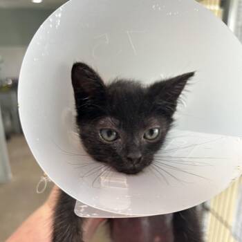 Dana -  Domestic Short Hair Cat for Adoption in Leander, Texas - Dana | PetCurious