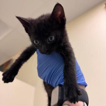 Domestic Short Hair Cats Available for Adoption in Roanoke, Virginia - Timmy | PetCurious