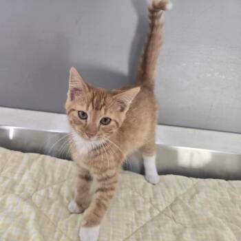 Ellis -  Domestic Short Hair Cat for Adoption in Dickson, Tennessee - Ellis | PetCurious