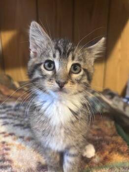 Elmo -  Domestic Short Hair Cat for Adoption in Logan, Utah - Elmo | PetCurious