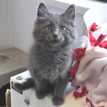 Garlic Naan -  Domestic Long Hair Cat for Adoption in Fort Wayne, Indiana - Garlic Naan | PetCurious