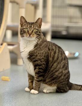 Domestic Short Hair Cats Available for Adoption in Cumberland, Maine - Harbor | PetCurious