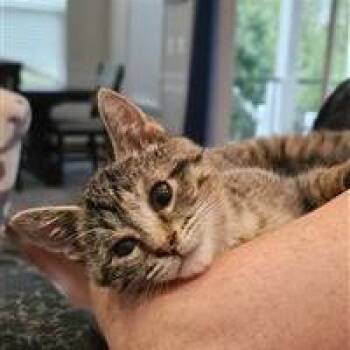 Domestic Short Hair Cats Available for Adoption - Honey | PetCurious