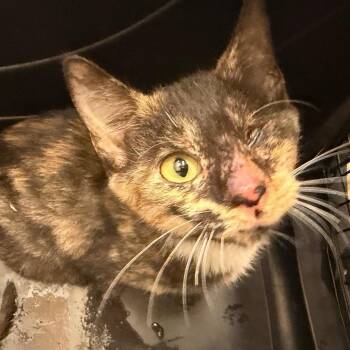 Ragetti -  Domestic Short Hair Cat for Adoption in Lake Jackson, Texas - Ragetti | PetCurious