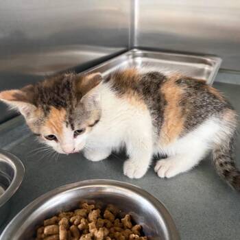 Domestic Short Hair Cats Available for Adoption in Edinburg, Texas - Cho | PetCurious