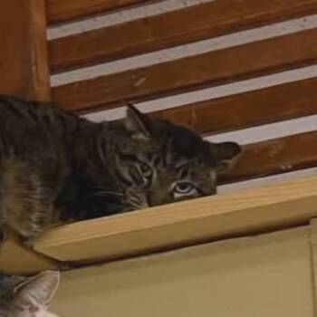 Tabby Cats Available for Adoption - Webster | PetCurious