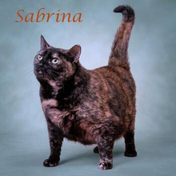 Sabrina C26-204 -  Domestic Short Hair Cat for Adoption in Lebanon, Tennessee - Sabrina C26-204 | PetCurious
