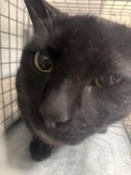 Domestic Short Hair Cats Available for Adoption in Las Vegas, Nevada - EVA | PetCurious