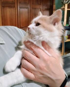 Domestic Medium Hair Cats Available for Adoption in Farmington, Minnesota - Jade | PetCurious