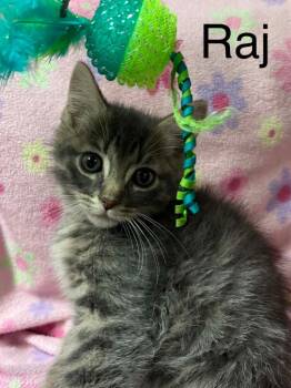 Raj -  Domestic Short Hair Cat for Adoption in Princeton, Indiana - Raj | PetCurious