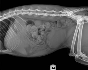 Domestic Short Hair Cats Available for Adoption - Sonic | PetCurious