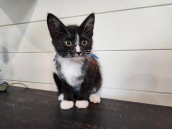 July -  Domestic Short Hair Cat for Adoption in Wilkesboro, North Carolina - July | PetCurious