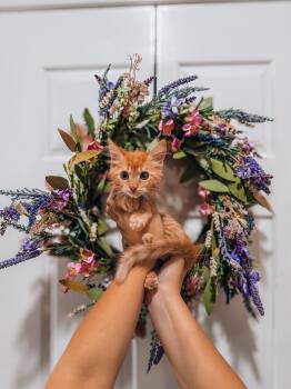 Roshi -  Tabby Cat for Adoption in Goodyear, Arizona - Roshi | PetCurious