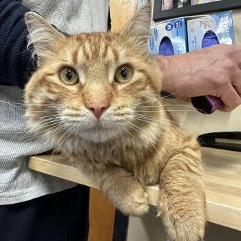 Domestic Medium Hair Cats Available for Adoption in Clifton, New Jersey - Chewy  | PetCurious