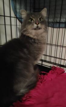 Rescue Domestic Long Hair Cats for Adoption in Shawnee, Kansas - Morris | PetCurious