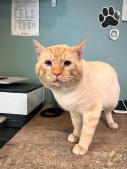 Meatball -  Domestic Short Hair Cat for Adoption in Los Angeles, California - Meatball | PetCurious