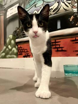 Chico (bonded with Kingston) -  Domestic Short Hair Cat for Adoption in Oakland, California - Chico (bonded With Kingston) | PetCurious