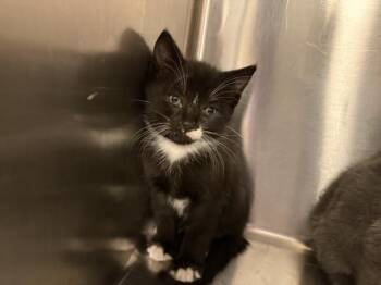ADRIAN -  Domestic Short Hair Cat for Adoption in Thousand Palms, California - ADRIAN | PetCurious