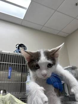 KNOX -  Domestic Short Hair Cat for Adoption in Las Vegas, Nevada - KNOX | PetCurious