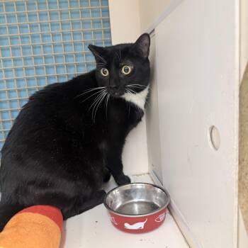 Tuxedo Cats Available for Adoption in Las Vegas, Nevada - Universal | PetCurious