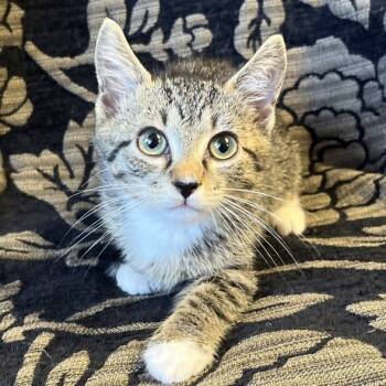 Rescue Domestic Short Hair Cats for Adoption in Mt. Juliet, Tennessee - Maki | PetCurious
