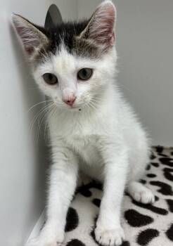 Drama -  Domestic Medium Hair Cat for Adoption in Hartsville, South Carolina - Drama | PetCurious