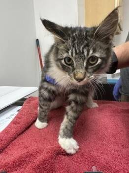 Yoda -  Domestic Short Hair Cat for Adoption in Sacramento, California - Yoda | PetCurious
