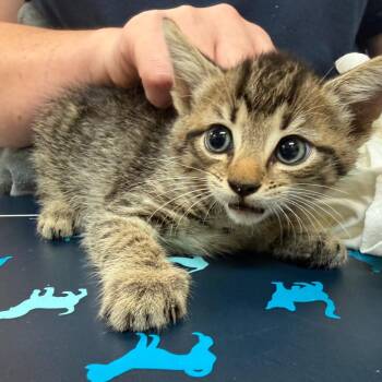 Delicatessen -  Domestic Short Hair Cat for Adoption in Lynchburg, Virginia - Delicatessen | PetCurious