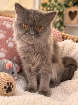Dumbledore -  Persian Cat for Adoption - Dumbledore | PetCurious