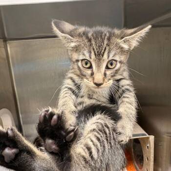 Dopey (purple) -  Domestic Short Hair Cat for Adoption in Winston-salem, North Carolina - Dopey (purple) | PetCurious