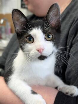 SMUDGE -  Domestic Short Hair Cat for Adoption in Canfield, Ohio - SMUDGE | PetCurious