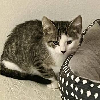 Rescue Domestic Short Hair Cats for Adoption in Lake Geneva, Wisconsin - Smoothie | PetCurious