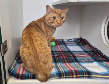Toto -  Domestic Short Hair Cat Available for Adoption - Toto | PetCurious