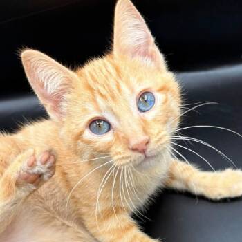 Domestic Short Hair Cats Available for Adoption in Springfield, Missouri - Orange Soda | PetCurious