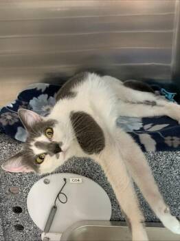 PAVLOVA -  Domestic Short Hair Cat for Adoption in Fairbanks, Alaska - PAVLOVA | PetCurious