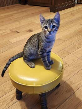 Smitty -  Domestic Short Hair Cat for Adoption in Morganton, North Carolina - Smitty | PetCurious