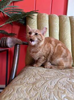 Rescue Domestic Short Hair Cats for Adoption in Berwick, Pennsylvania - Jym | PetCurious