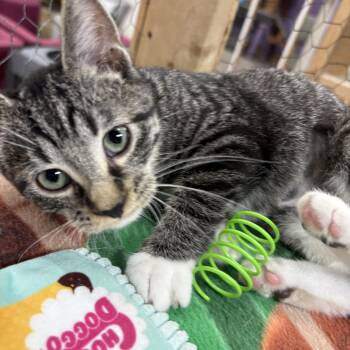Dixie -  Domestic Short Hair Cat for Adoption in Faribault, Minnesota - Dixie | PetCurious