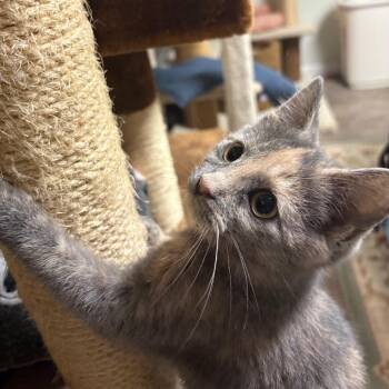 Domestic Short Hair Cats Available for Adoption - Belle | PetCurious