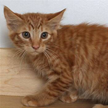 Domestic Medium Hair Cats Available for Adoption in Minnetonka, Minnesota - Jack C69616 | PetCurious